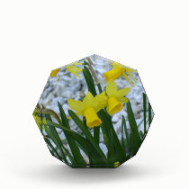 Daffodils Growing awards