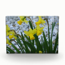 Daffodils Growing awards