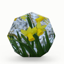 Daffodils Growing awards