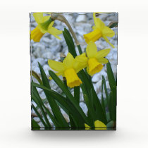 Daffodils Growing awards