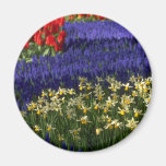 Daffodils, hyacinth and tulips magnet