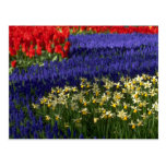 Daffodils, hyacinth and tulips postcard