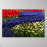 Daffodils, hyacinth and tulips posters