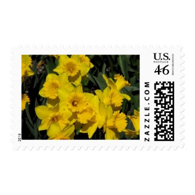 daffodils in spring time 2 Postage