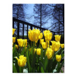 daffodils, evening, tulips, yellow, jlwinther,