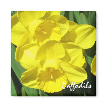 Daffodils Magnet by ggbythebay Daffodils Magnet