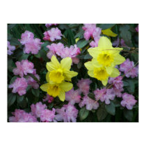 Daffodils/Narcissus/Azalea posters