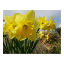 Daffodils/Narcissus posters