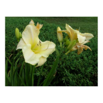 Daffodils/Narcissus posters