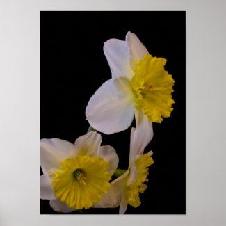 Daffodils on Black zazzle_print