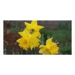 Daffodils Customized Photo Card