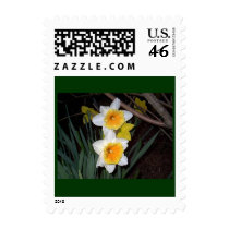 Daffodils Stamp