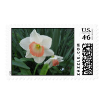 daffodils postage