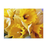 Daffodils Post Card