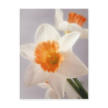 Daffodils Post Cards