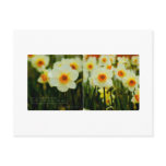 Daffodils Postcard