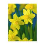 Daffodils Postcards