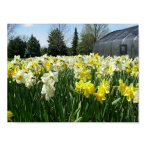 Daffodils posters by CarolynBarber Daffodils posters