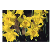Daffodils posters by JudyKay7 Daffodils posters