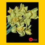DAFFODILS posters