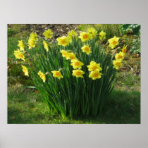 Daffodils posters