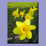Daffodils Poster posters