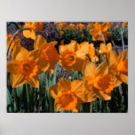 Daffodils Posters