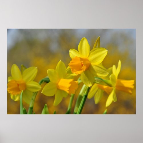 Daffodils, Poster, Huge print