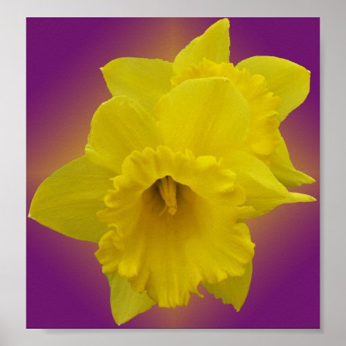 Daffodils Print print