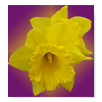 Daffodils Print by JunkDrawer Daffodils Print