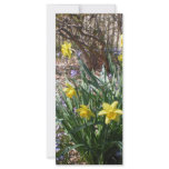 Daffodils Rack Card