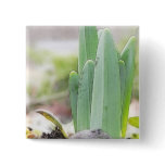 Daffodils Signal The Coming Of Spring Button