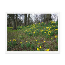 Daffodils. Sophia Gardens, Cardiff, Wales. UK postcards by artberry Daffodils. Sophia Gardens, Cardiff, Wales. UK postcards