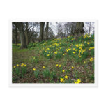 Daffodils. Sophia Gardens, Cardiff, Wales. UK Postcard