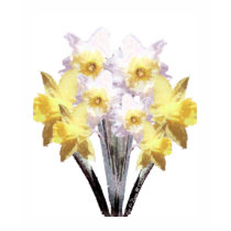 Daffodils t-shirts