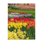 Daffodils Tulips Hyacinths Painterly Postcard