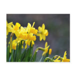 Daffodils Upclose Postcards