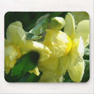 Daffodils With Water Droplets mousepad