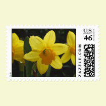 Daffy postage