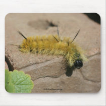 Dagger Moth Caterpillar Nature Photo Mousepad