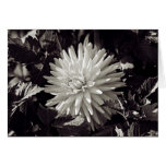 Dahlia Among the Leaves (Black and White) Greeting Card