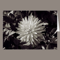 Dahlia Among the Leaves (Black and White) cards