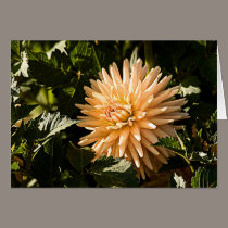 Dahlia Among the Leaves cards