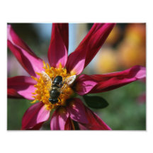 Dahlia & Bee Photo