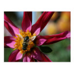 Dahlia & Bee Postcard