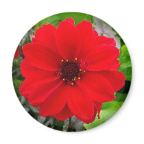 Dahlia - Bishop of Llandaff Magnets