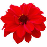 Dahlia - Bishop of Llandaff photo sculptures