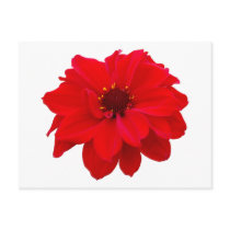 Dahlia - Bishop of Llandaff Post Card