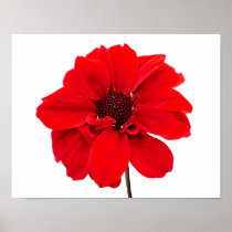 Dahlia Bishop Red Print