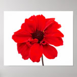 Dahlia Bishop Red Print